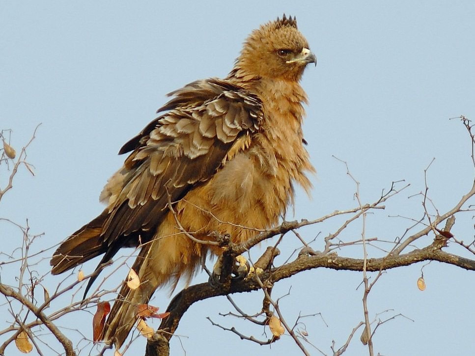 Wahlberg's Eagle